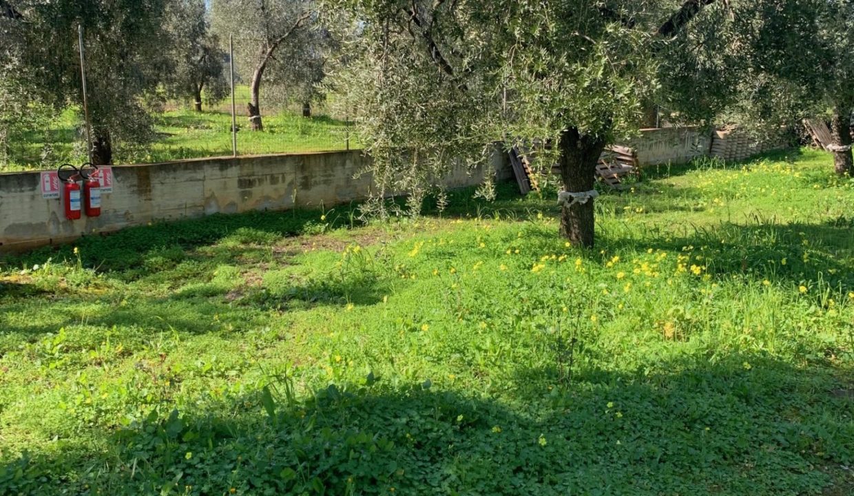 market litoranea terreno 1