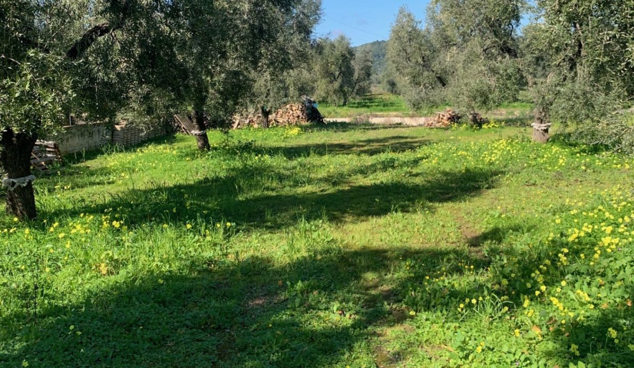 market litoranea terreno 2